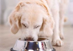 hipoalergena hrana za pse